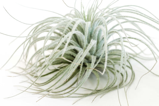 Extra Large Tillandsia Tectorum Ecuador Air Plant