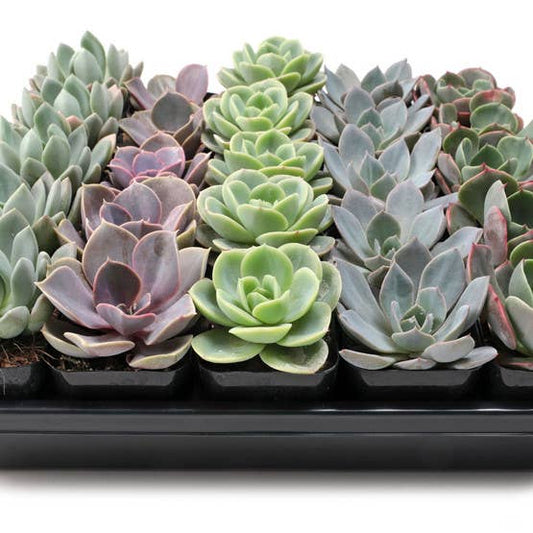 Succulents - Echeveria