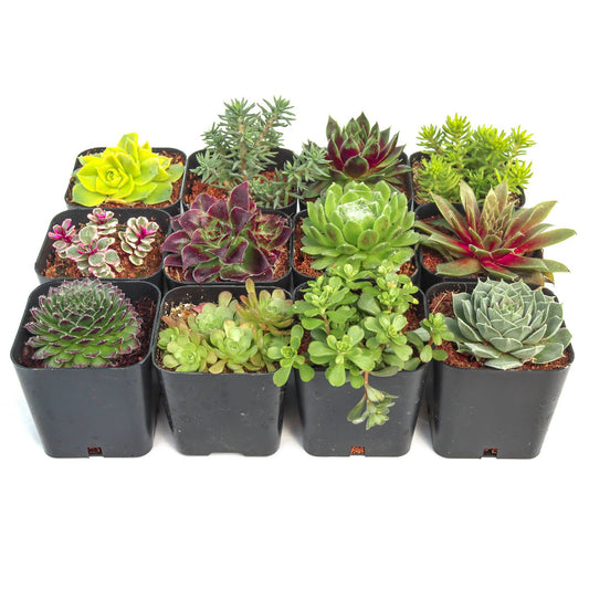 Hardy Outdoor Succulents