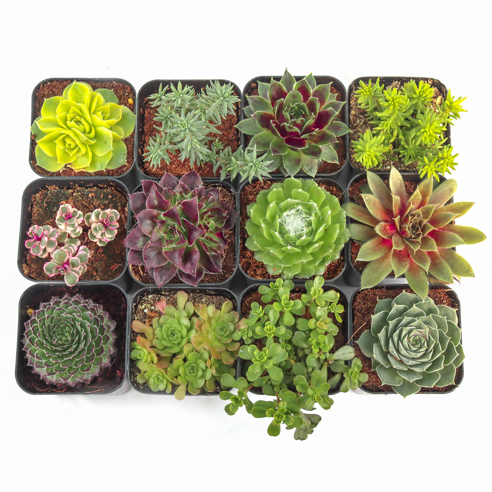 succulent plants outside Hardy Outdoor Succulents – The Little Meadow
