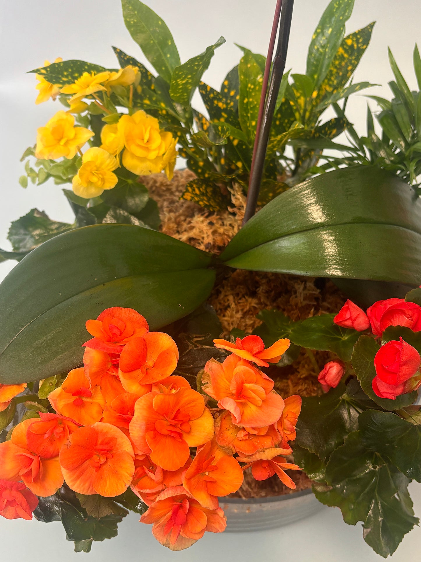 Orchid Terrarium - The Rainbow