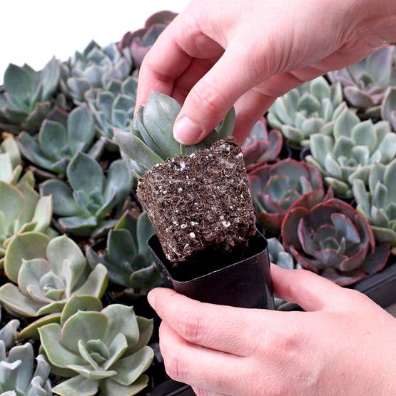 Succulents - Echeveria