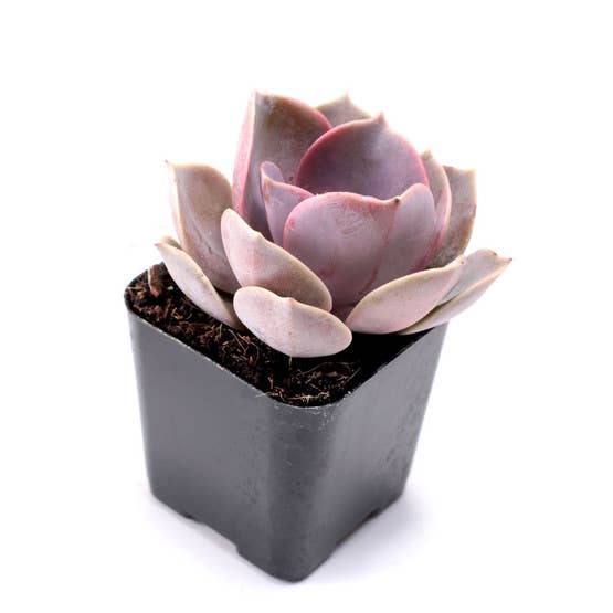 Succulents - Echeveria