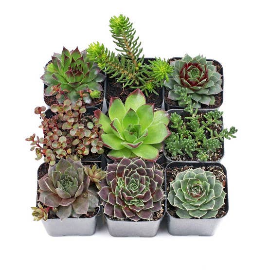 Hardy Outdoor Succulents