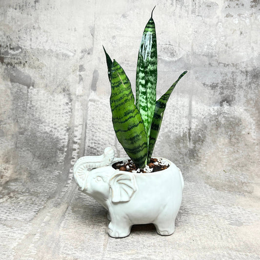 Plant Collection: Elephant Mini