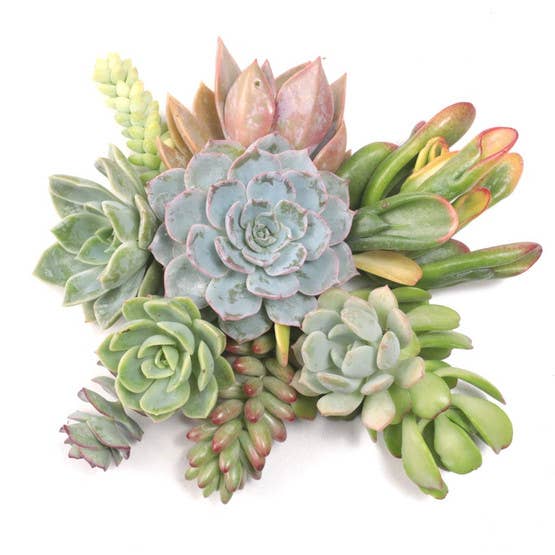 Succulent Cuttings Assorted (2"-3")