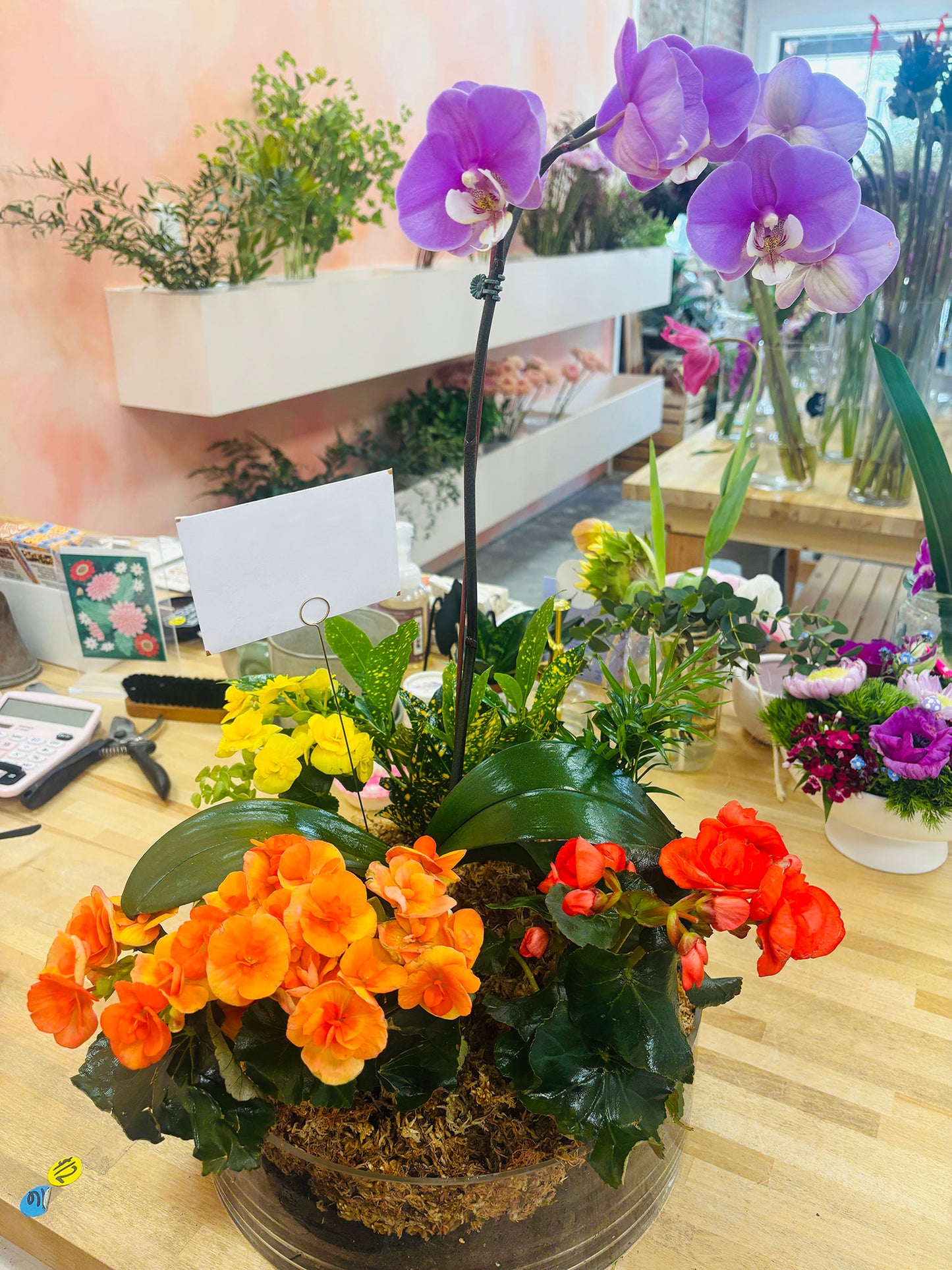 Orchid Terrarium - The Rainbow