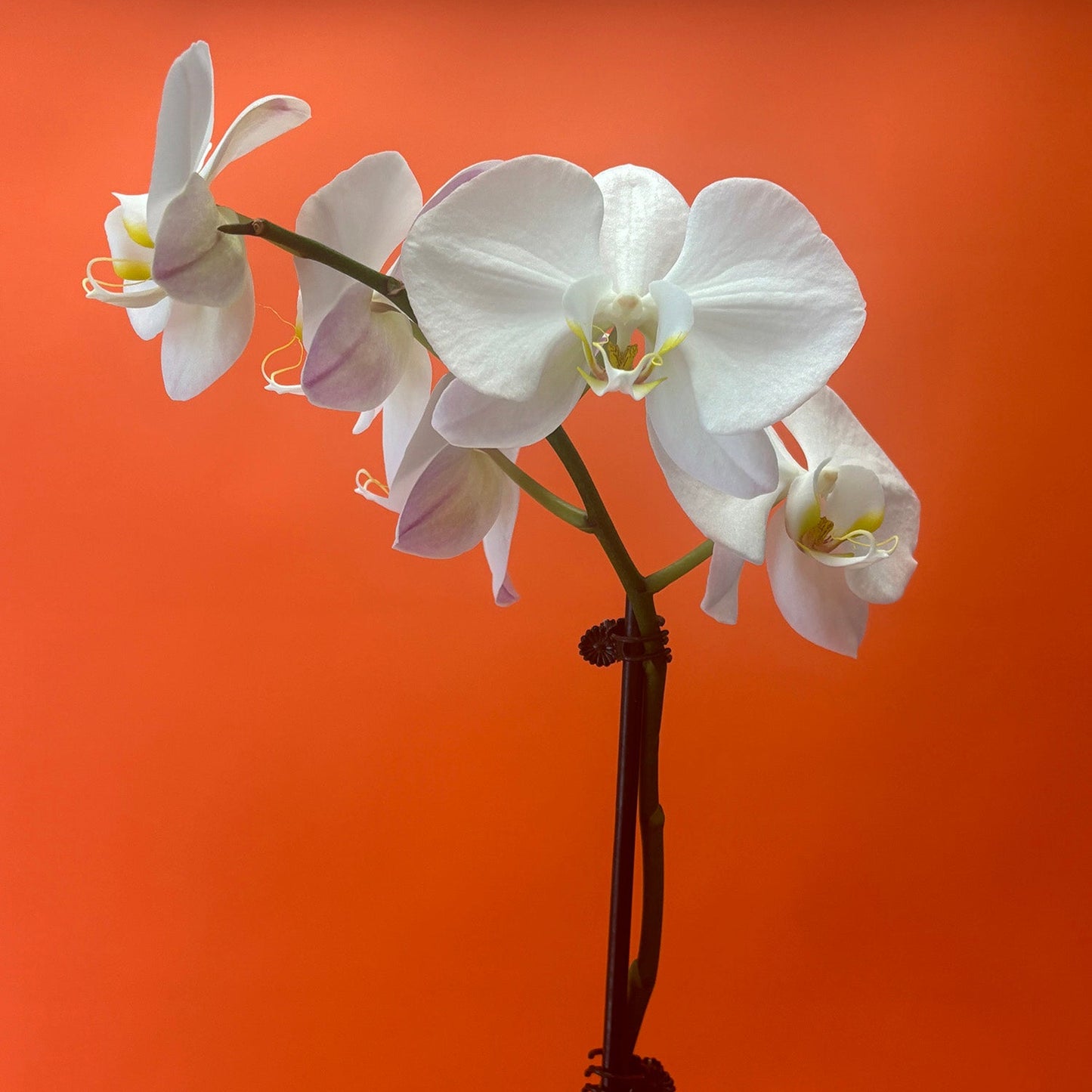 Orchid Mounting Workshop (July, 12th)