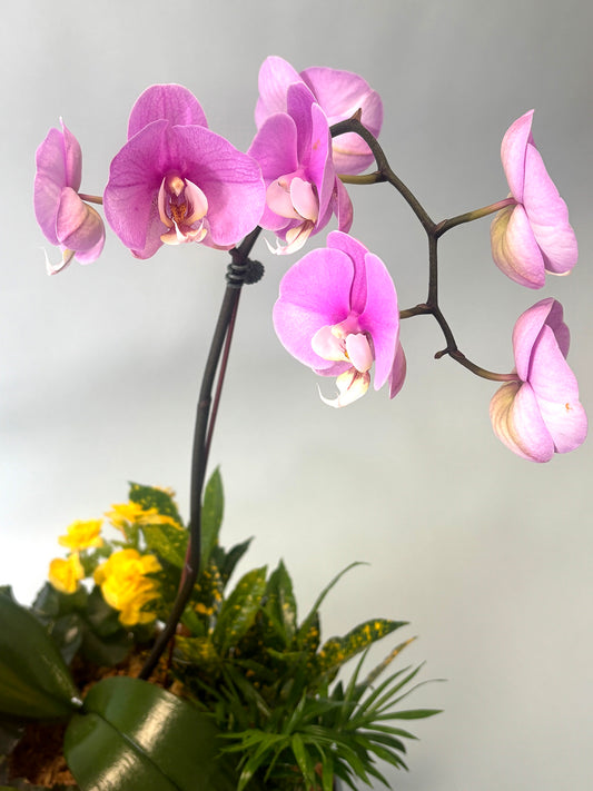 Orchid Terrarium - The Rainbow