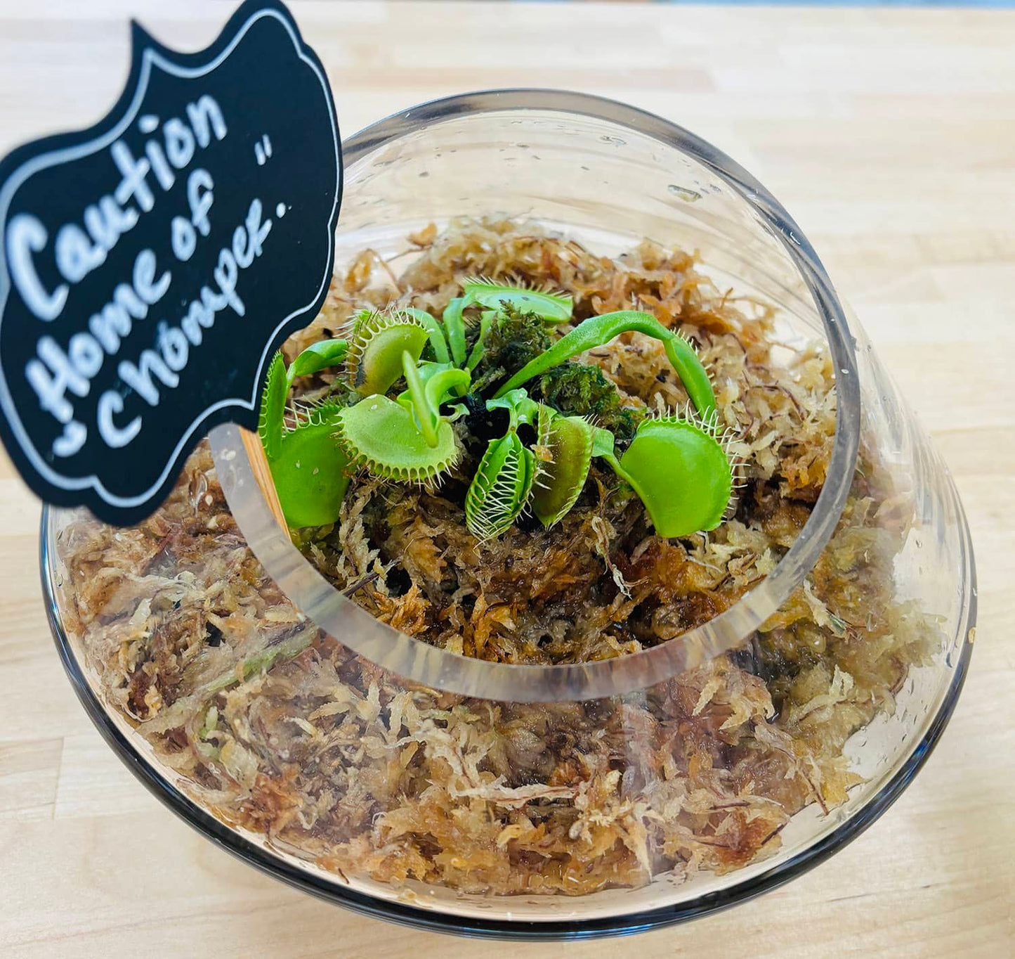 Workshop Wednesday - July 23 | Carnivorous Plant Terrarium