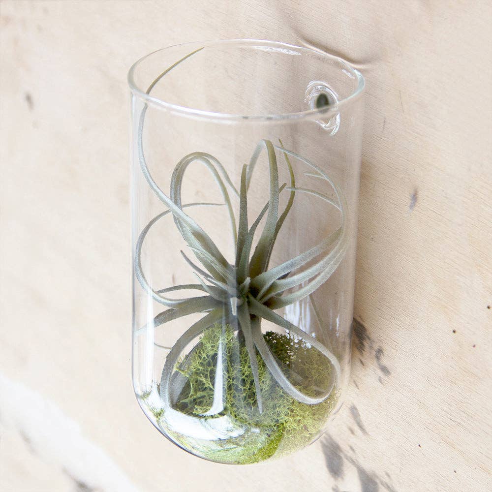 Plants