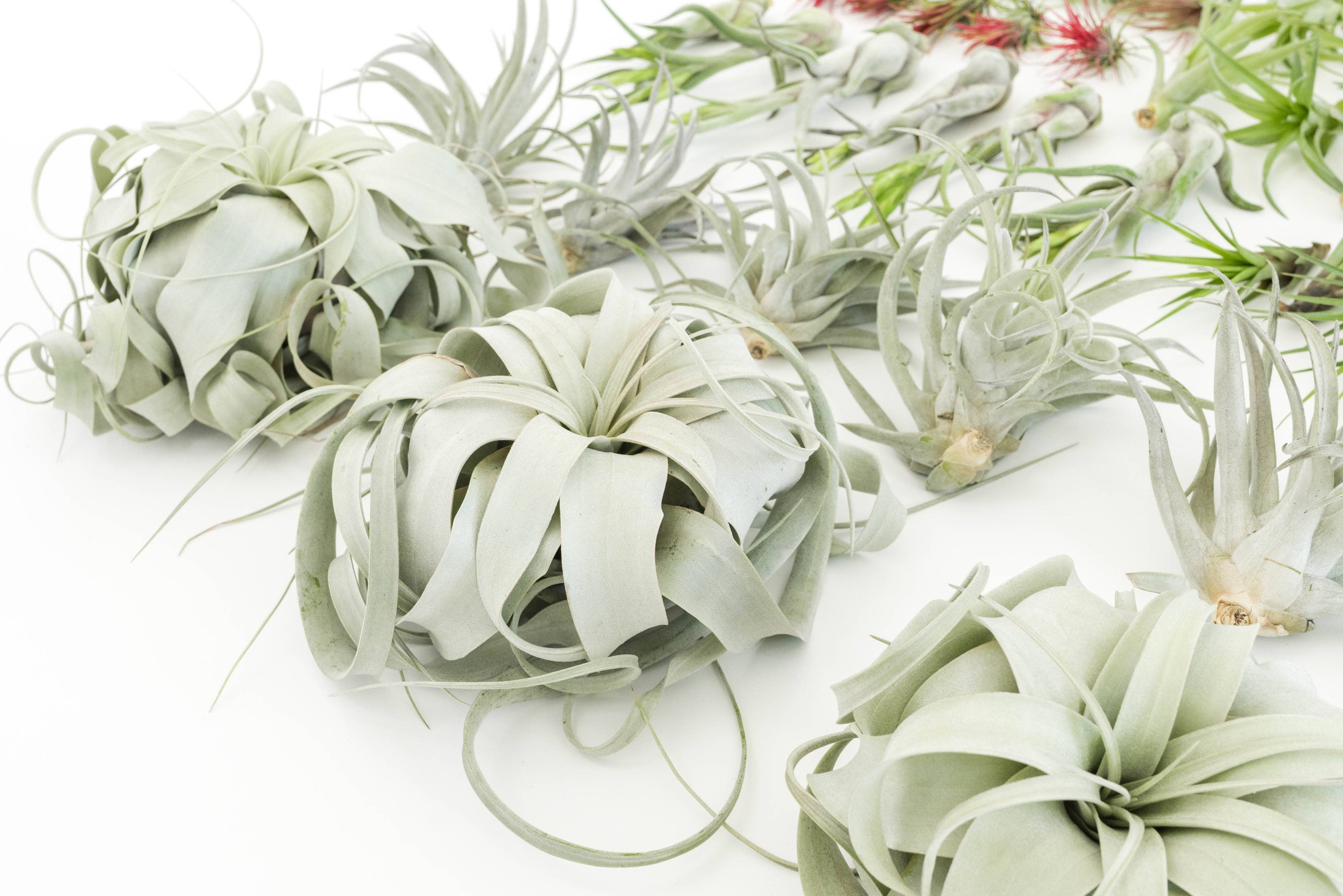 Air plants in all shapes and sizes