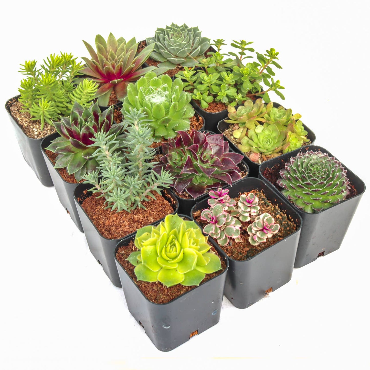 Hardy Outdoor Succulents