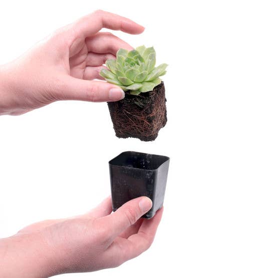 Hardy Outdoor Succulents