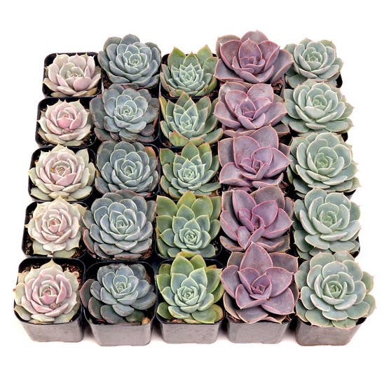 Succulents - Echeveria