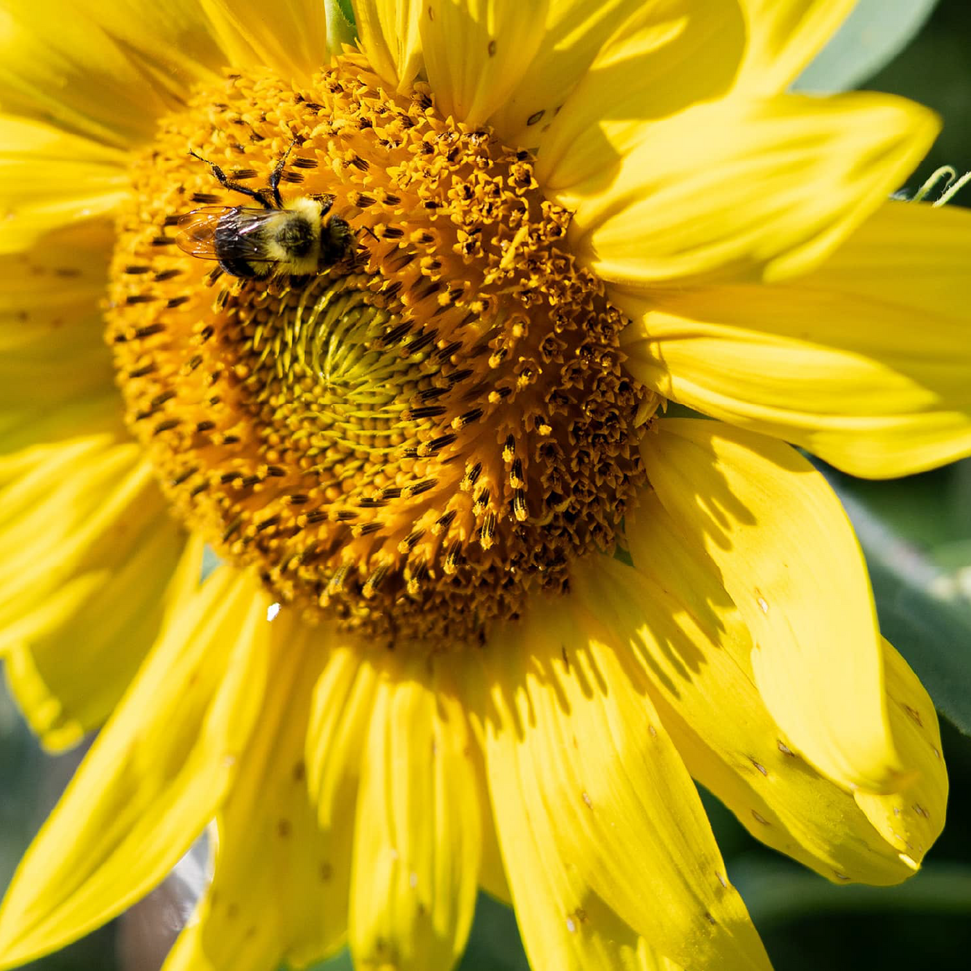 Local blooms support local ecosystems