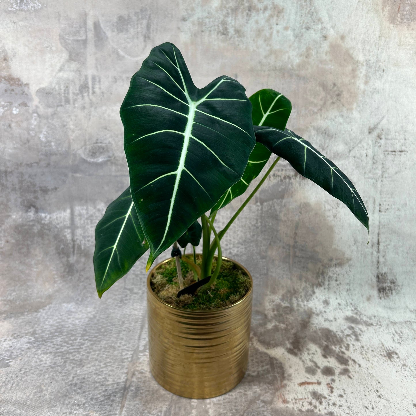 Plant Collection Rare: Alocasia Frydek Potted