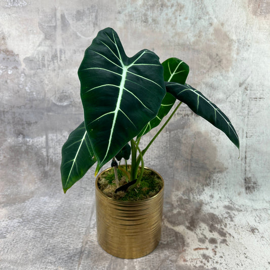 Plant Collection Rare: Alocasia Frydek Potted