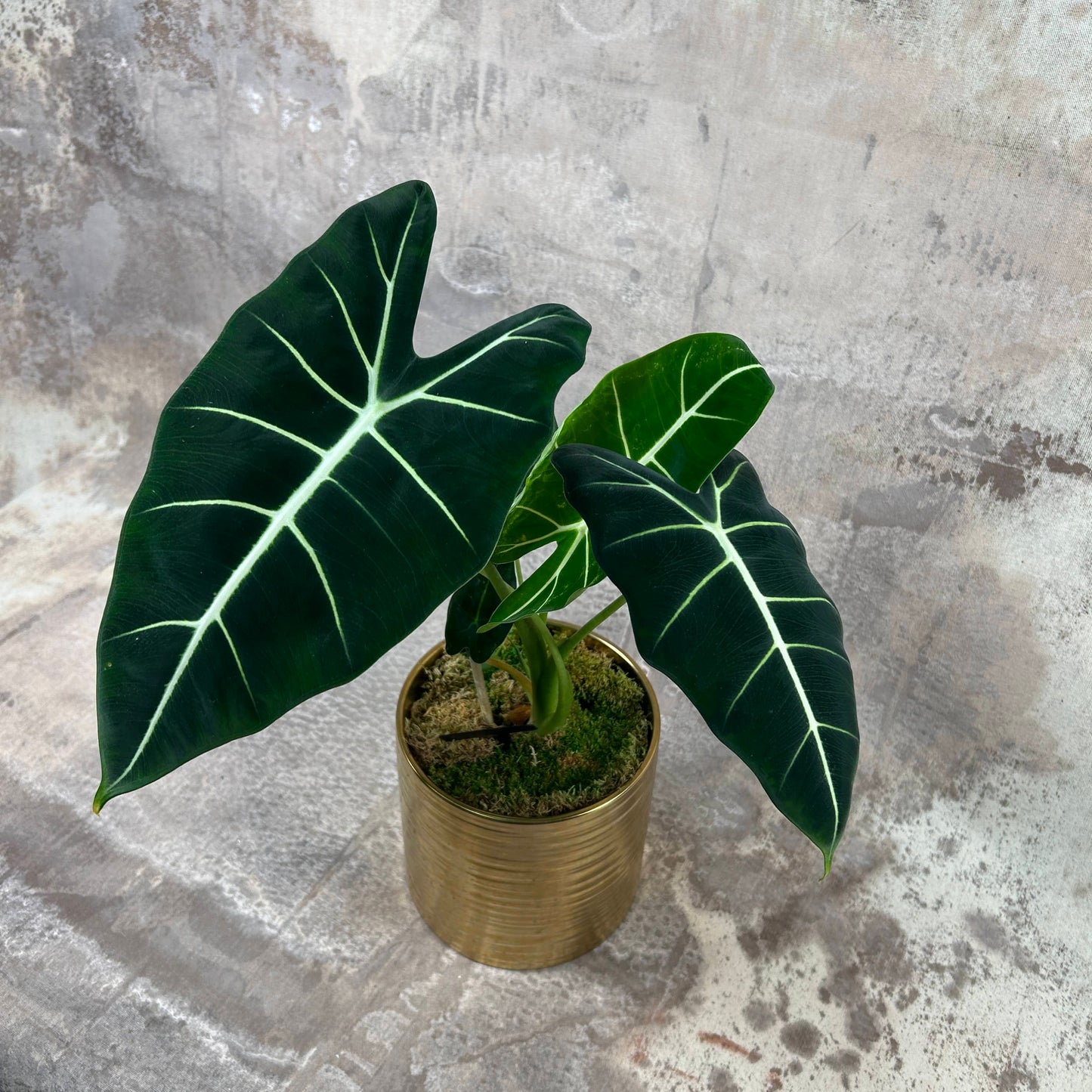 Plant Collection Rare: Alocasia Frydek Potted