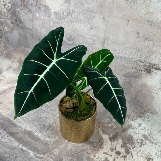 Plant Collection Rare: Alocasia Frydek Potted