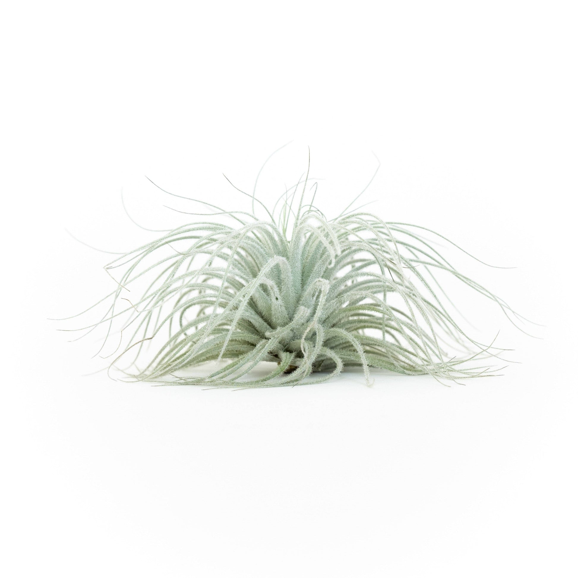 tillandsia tectorum ecuador air plants Extra Large Tillandsia Tectorum Ecuador Air Plant – The Little Meadow