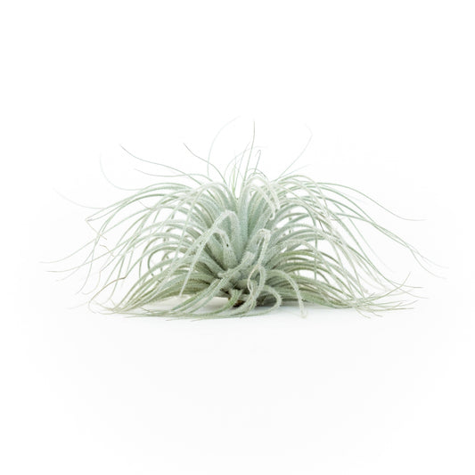 Extra Large Tillandsia Tectorum Ecuador Air Plant