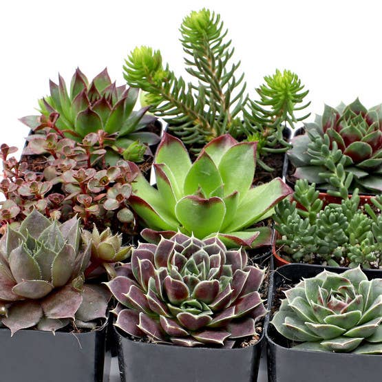 Hardy Outdoor Succulents