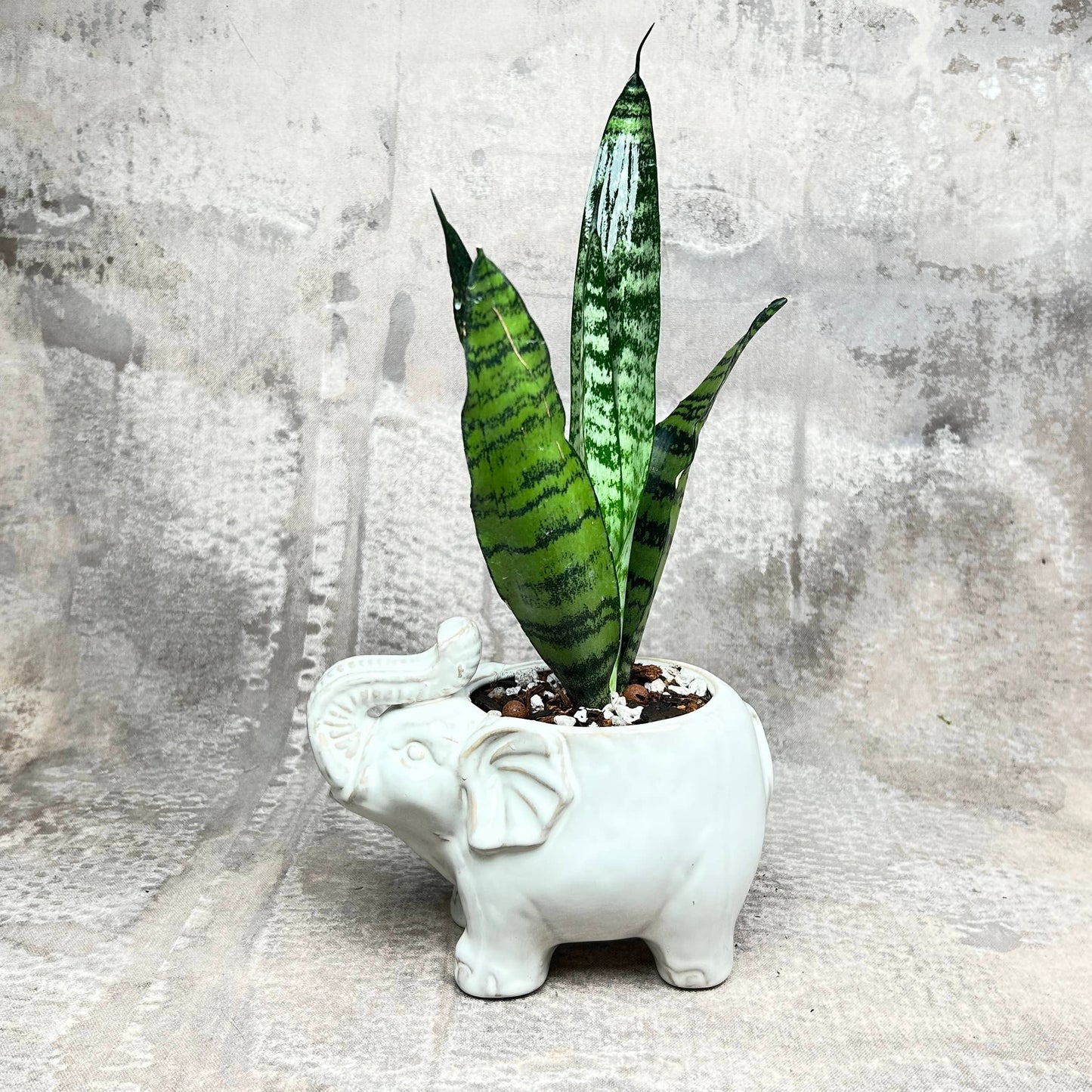 Plant Collection: Elephant Mini