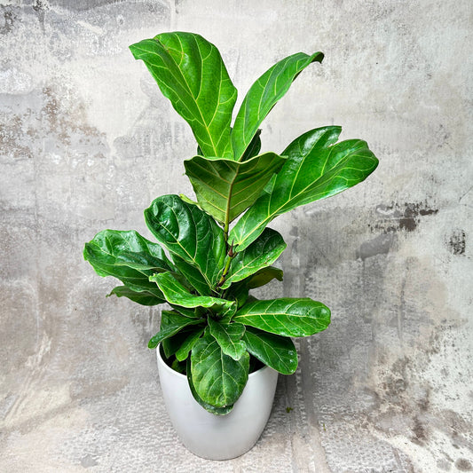 Plant Collection: Fiddle Leaf Fig (Ficus Lyrata)