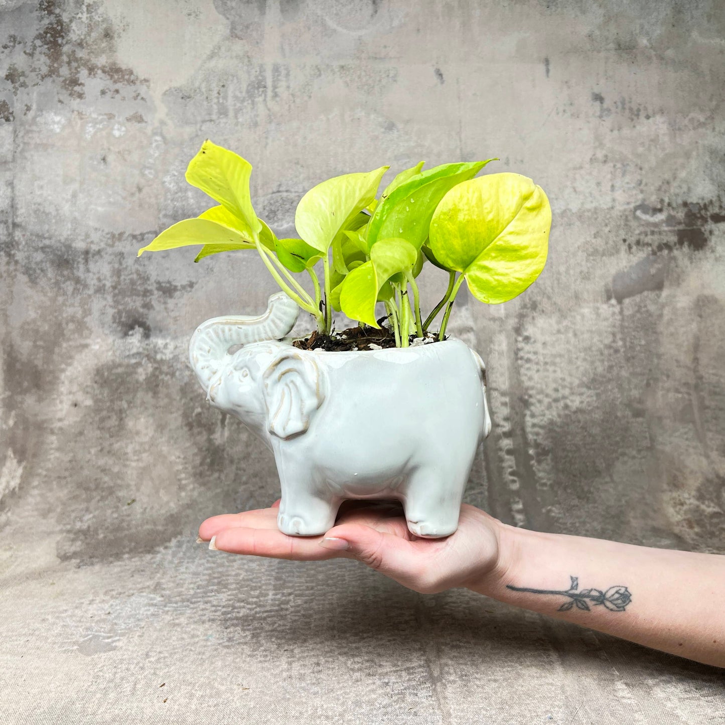 Plant Collection: Elephant Mini