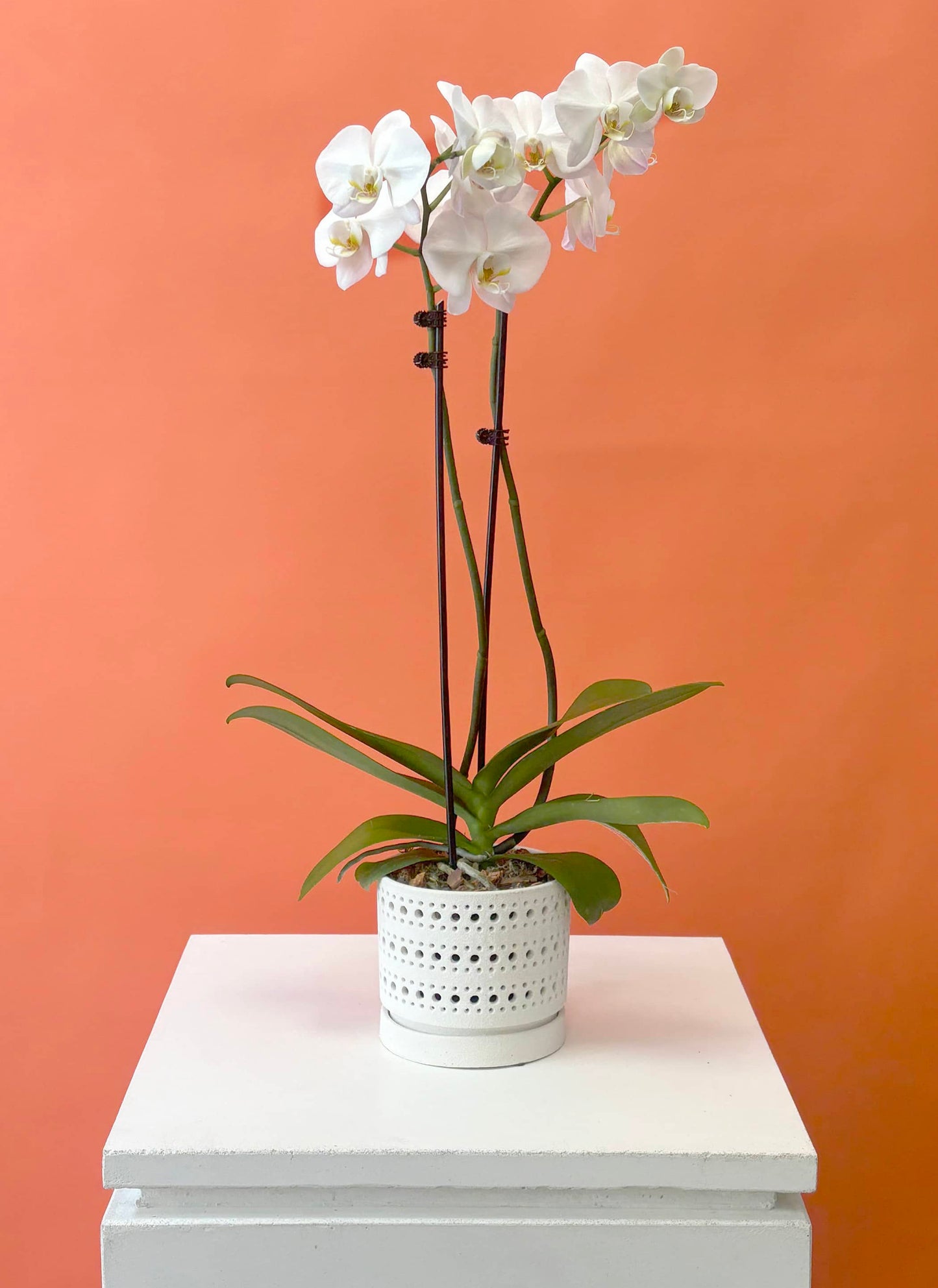 Orchid - Large Double Flowering with Full Moon Orchid Planter