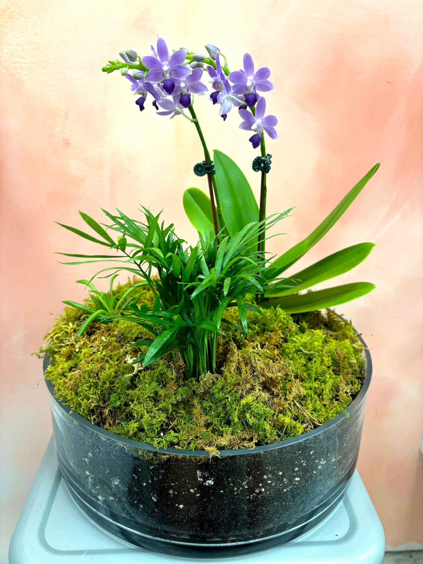 Orchid Terrarium Large with moss