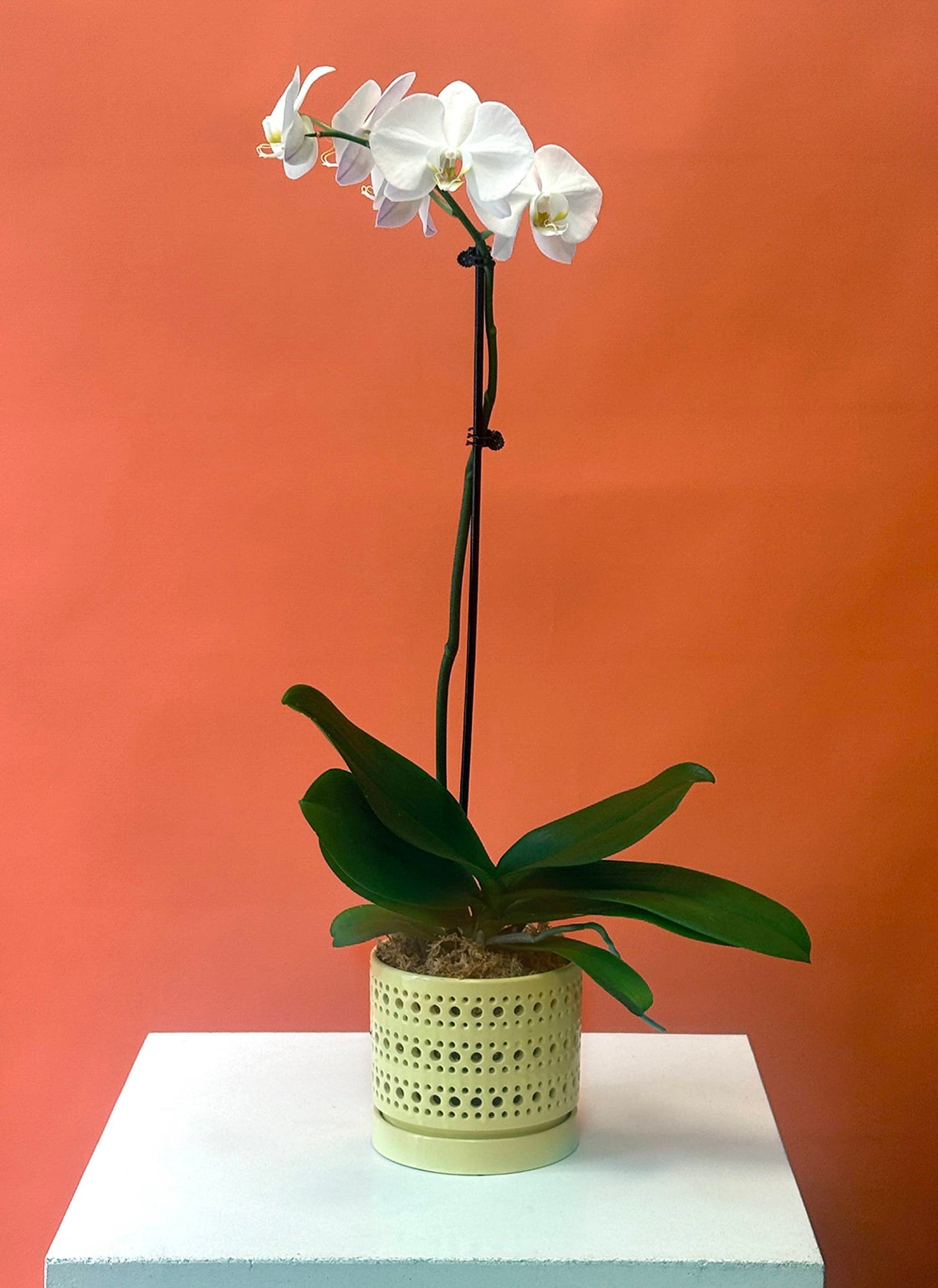 Orchid Single Stem