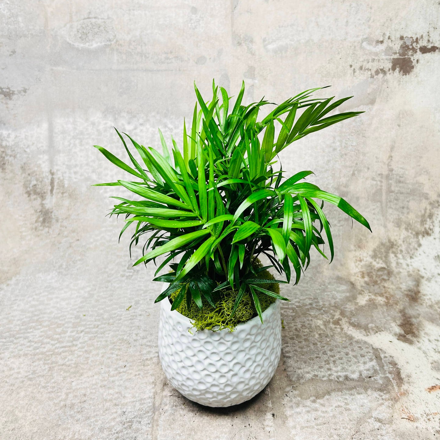 Plant Collection: Mini Palm