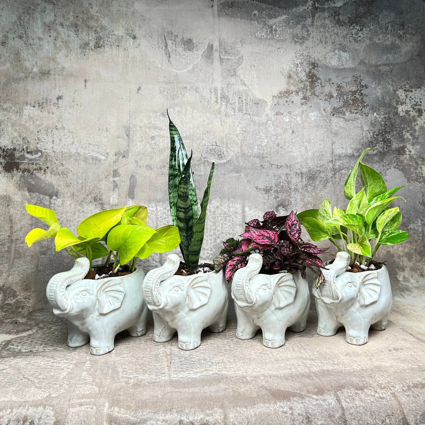 Plant Collection: Elephant Mini