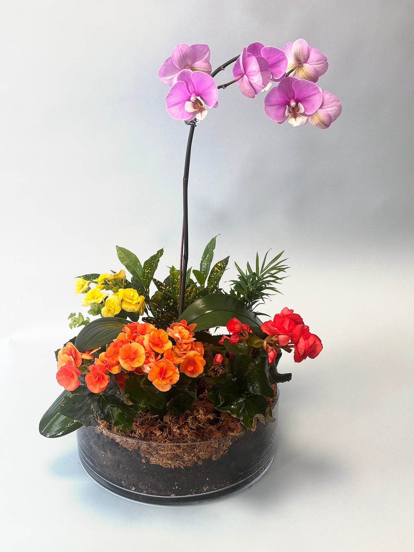 Orchid Terrarium - The Rainbow